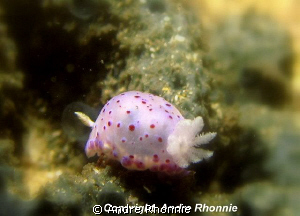 taken by  canon ixus 980is, macro lens, dual af35 strobe by Andre Rhonnie 